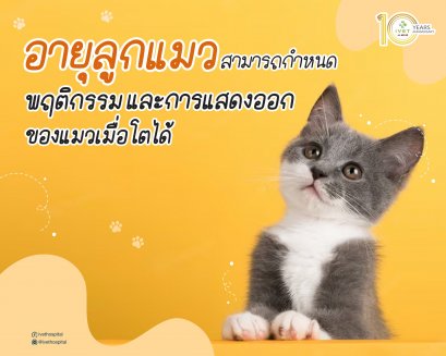 อายุลูกแมวสามารถกำหนดพฤติกรรมและการแสดงออกของแมวเมื่อโตได้